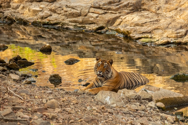 Erstaunlicher Tiger im Naturlebensraum. Tigerpose während der goldenen Lichtzeit. Wildlife-Szene mit Gefahrentier. Heißer Sommer in Indien. Trockengebiet mit schönem indischen Tiger