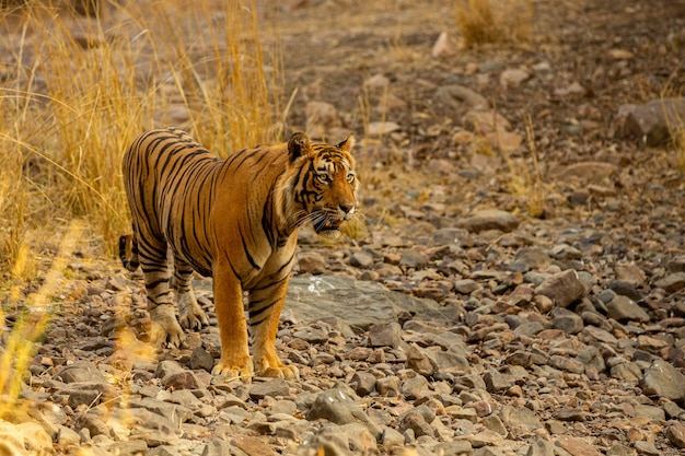 Erstaunlicher Tiger im Naturlebensraum. Tigerpose während der goldenen Lichtzeit. Wildlife-Szene mit Gefahrentier. Heißer Sommer in Indien. Trockengebiet mit schönem indischen Tiger