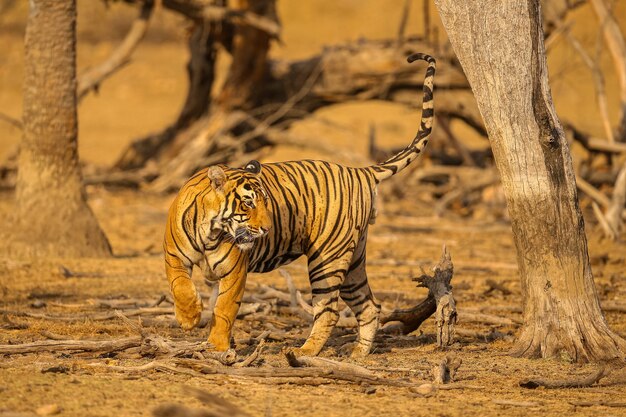 Erstaunlicher Tiger im Naturlebensraum. Tigerpose während der goldenen Lichtzeit