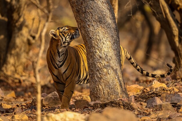 Erstaunlicher Tiger im Naturlebensraum. Tigerpose während der goldenen Lichtzeit