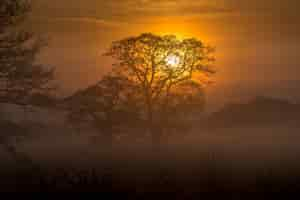 Kostenloses Foto erstaunlicher wald und der sonnenuntergang