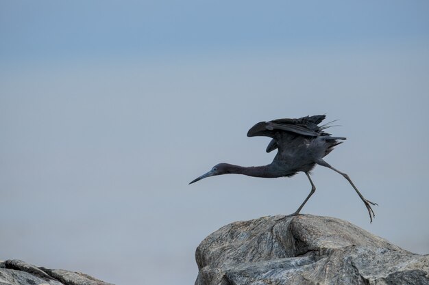 Erwachsene Little Blue Reiher Egretta Caerulea Dehnung