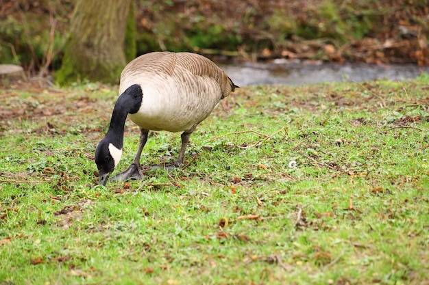 Essen Kanadagans in einem Feld im Grünen unter dem Sonnenlicht mit einem verschwommenen Hintergrund bedeckt