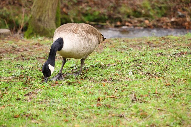 Essen Kanadagans in einem Feld im Grünen unter dem Sonnenlicht mit einem verschwommenen Hintergrund bedeckt