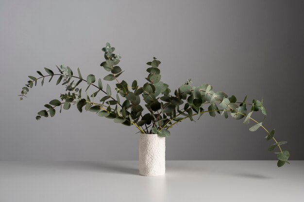 Eukalyptuspflanze auf Tischhintergrund