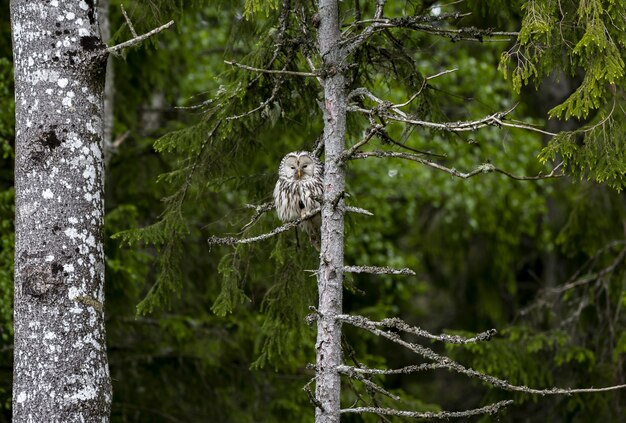 Eule sitzt auf Ast im Wald