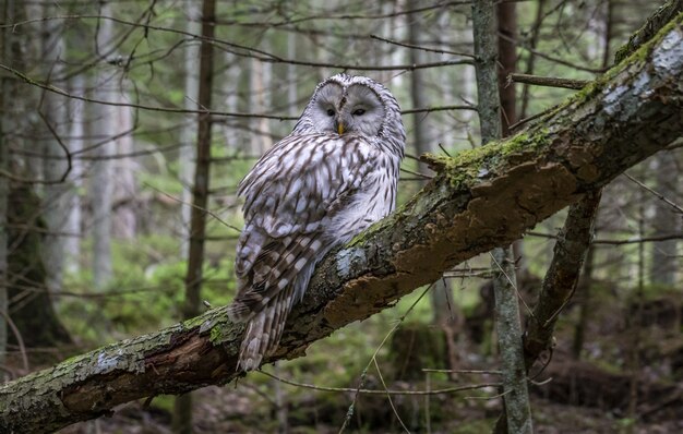 Eule sitzt auf Ast im Wald