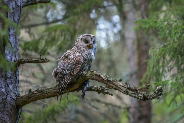 Eule sitzt auf Ast im Wald