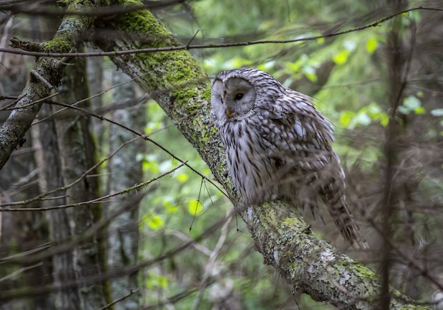 Eule sitzt auf Ast im Wald