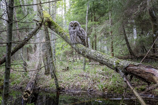 Eule sitzt auf Ast im Wald