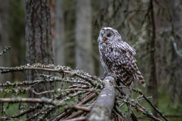 Eule sitzt auf Ast im Wald