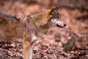 Kostenloses Foto eurasischer wolf im weißen winterlebensraum. schöner winterwald. wilde tiere in der natur. europäisches waldtier. canis-lupus-lupus.