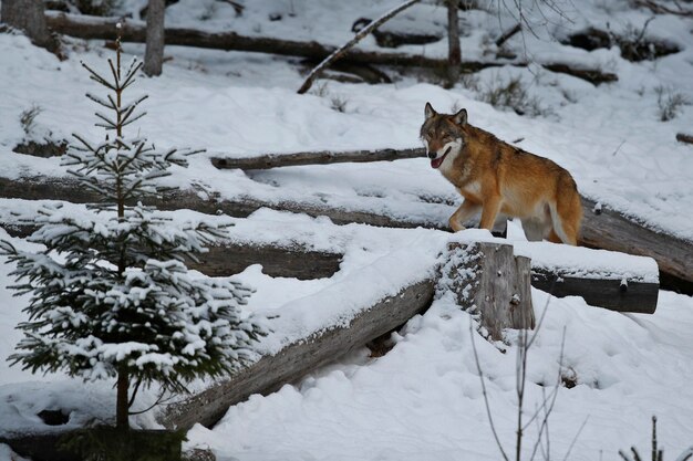 Eurasischer Wolf im weißen Winterlebensraum Schöner Winterwald