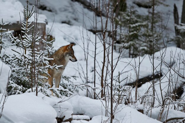 Eurasischer Wolf im weißen Winterlebensraum Schöner Winterwald