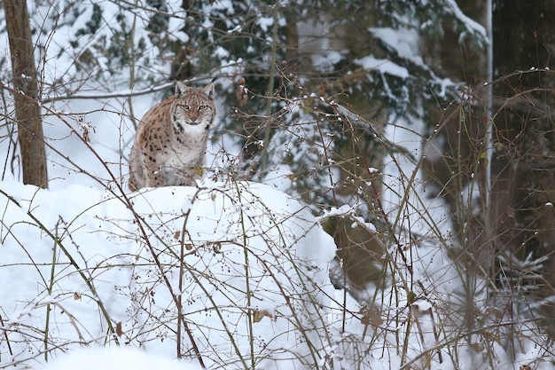 Euroasiatischer Luchs im Bayerischen Nationalpark in Ostdeutschland