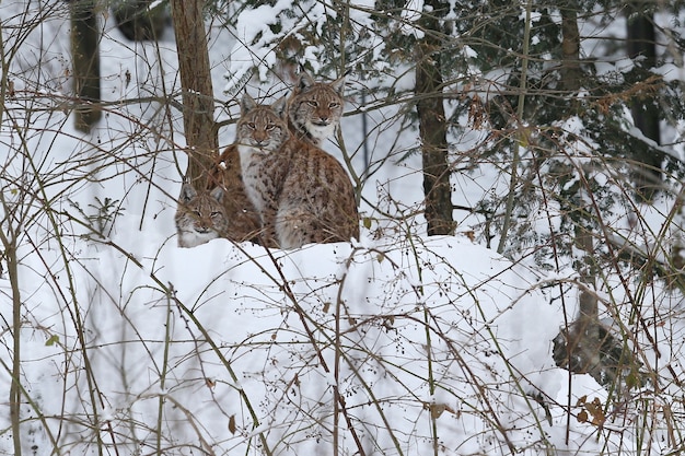 Euroasiatischer Luchs im Bayerischen Nationalpark in Ostdeutschland