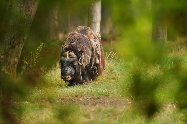 Europäischer Moschusochse in der schönen Wiese