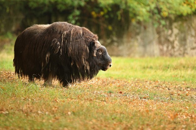 Europäischer Moschusochse in der schönen Wiese