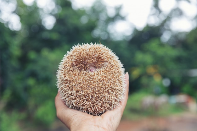 Europäisches Igeles auf Händen im natürlichen Gartenlebensraum.