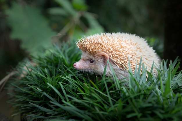 Bilder Igel Gratis Vektoren Fotos Und Psds
