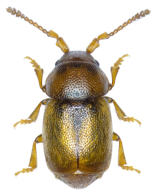Exemplar des Käfers Kateretes pedicularius