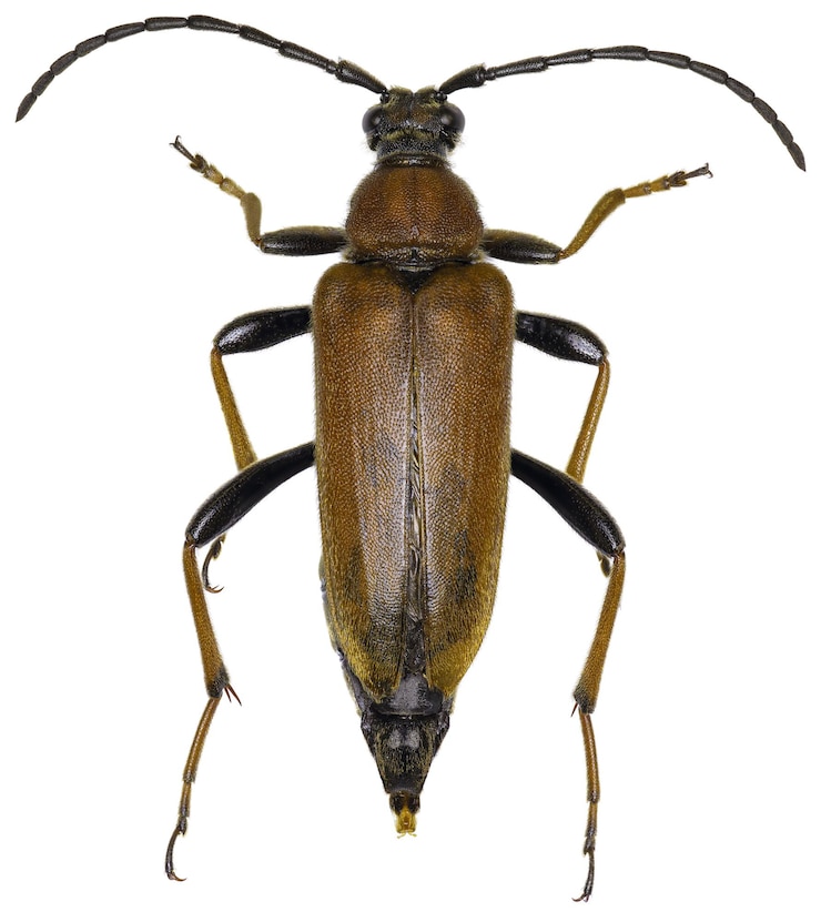 Kostenlose Foto exemplar des stictoleptura rubra-käfers