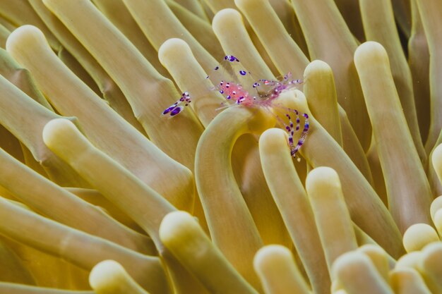 Exoktische Garnelen auf einer Anemone