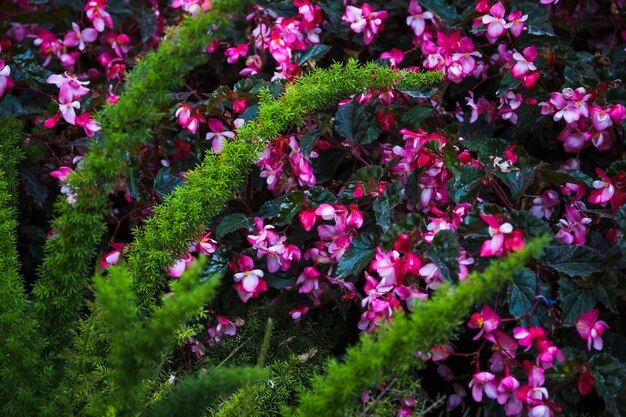 Exotische Pflanze in der Nähe von Blumen