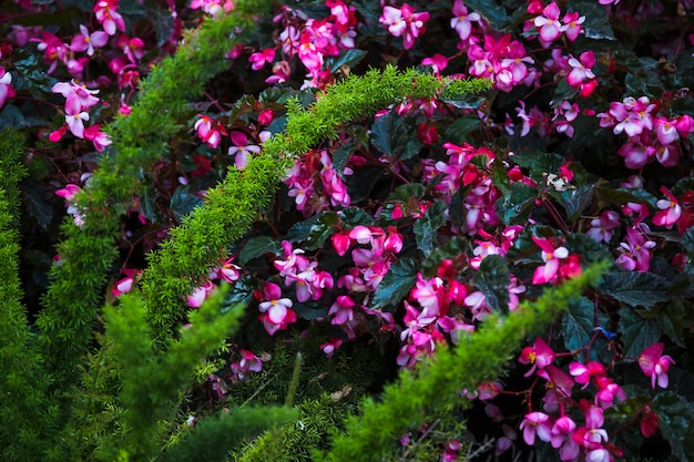 Exotische Pflanze in der Nähe von Blumen