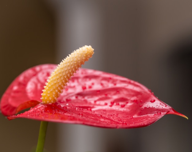 Kostenloses Foto exotische rote blume nahaufnahme mit wassertropfen