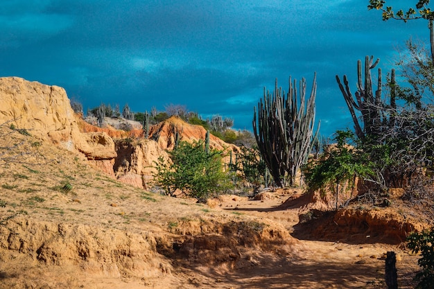 Exotische Wildpflanzen wachsen zwischen den sandigen Felsen in der Tatacoa-Wüste, Kolumbien