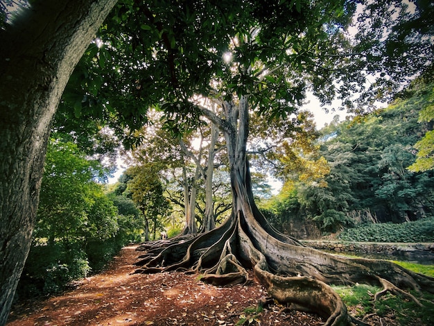 Exotischer Baum mit den Wurzeln auf dem Boden inmitten eines schönen Waldes
