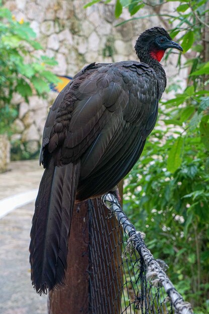 Exotischer schwarzer Vogel, der friedlich auf einem Zaun steht