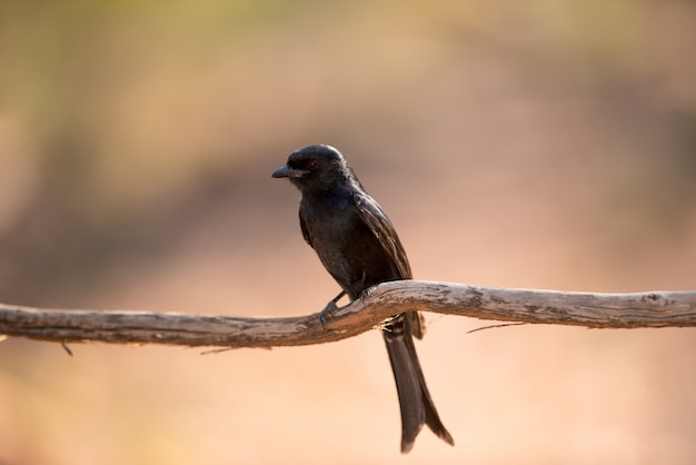 exotischer Vogel auf einem Ast des Holzes