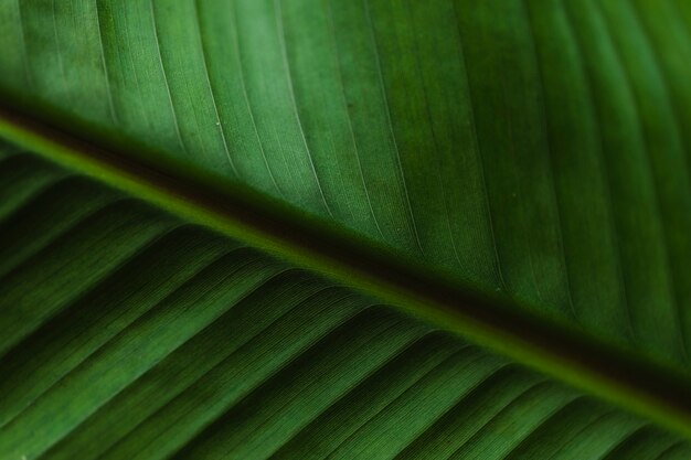 Exotisches Blatt der Nahaufnahme