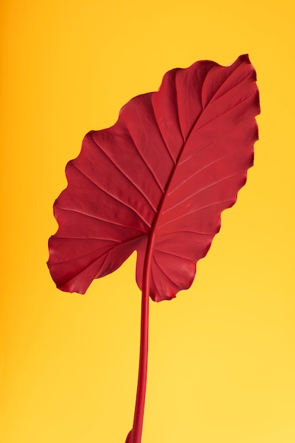 Exotisches blatt mit gelbem hintergrundstillleben