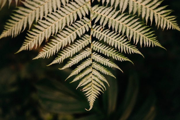 Exotisches Blatt