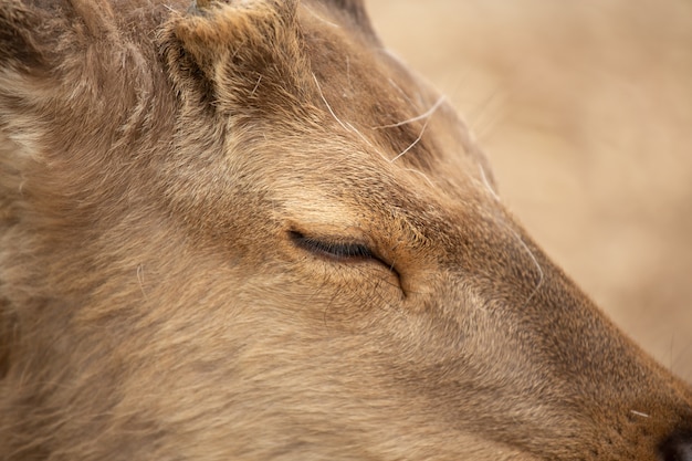 Extrem Nahaufnahme eines Hirsches mit leicht geschlossenem Auge