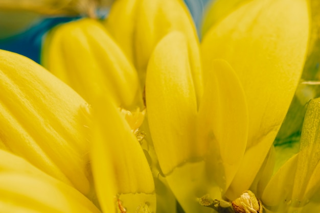 Extreme Nahaufnahme auf gelben Blumenblättern