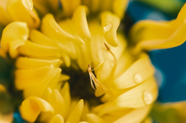 Extreme Nahaufnahme der flachen Lage der gelben Blume