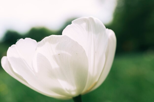 Extreme Nahaufnahme des Blumenblumenblattes