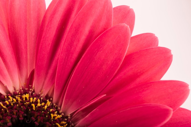 Extreme Nahaufnahme eines Gerbera-Blütenblattes