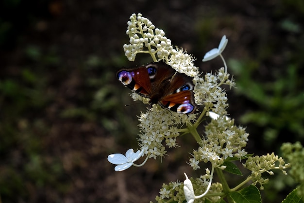 Extreme Nahaufnahme eines schönen bunten Schmetterlings auf einer Blume in einem Garten