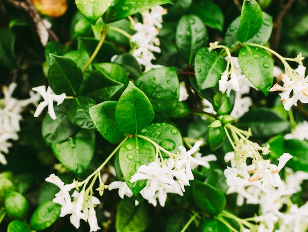 Kostenloses Foto extreme nahaufnahme schuss von wassertropfen auf den blättern der jasminblüte