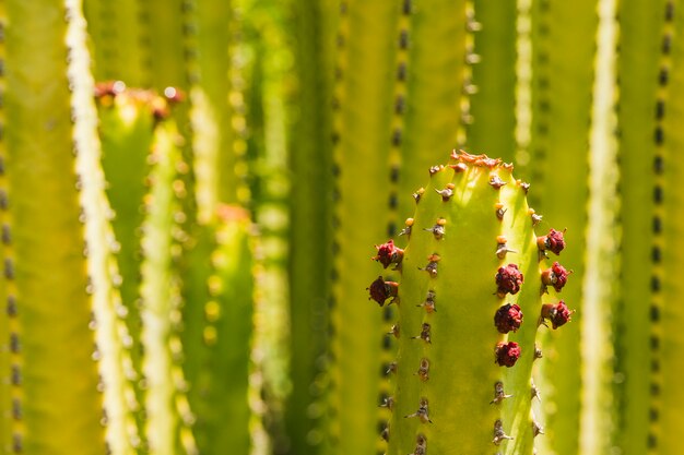 Extreme Nahaufnahme von roten Kaktusblumen