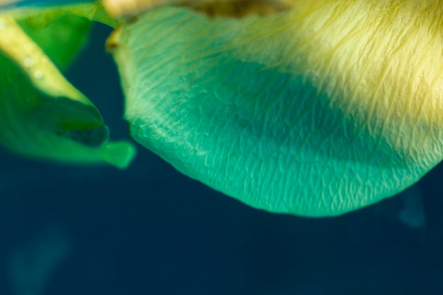 Extremes Nahaufnahmeblumenblatt im blauen Wasser