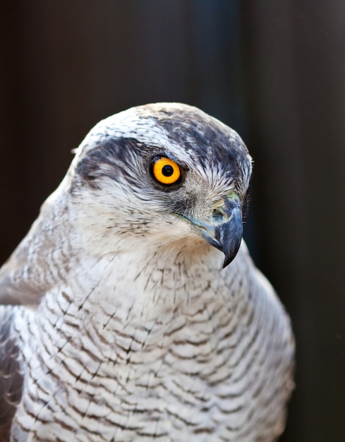 Falke Hühnerkopf Kopf