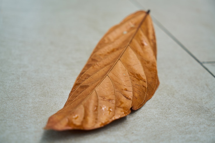 Kostenlose Foto fallen makro nahaufnahme herbst natur
