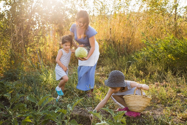 Familie, die Gemüse auf dem Gebiet erntet