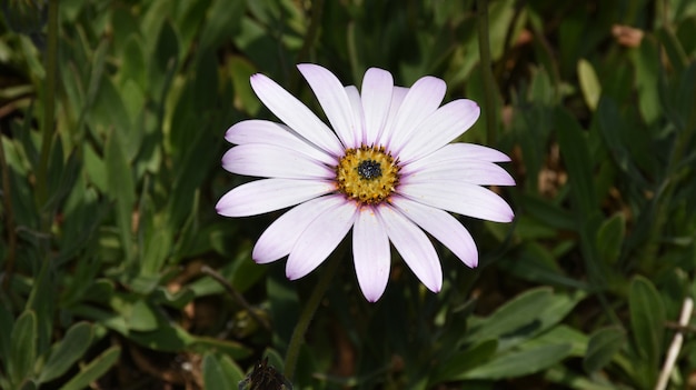 Fantastische hellviolette Asterblume, die in einem Garten blüht.